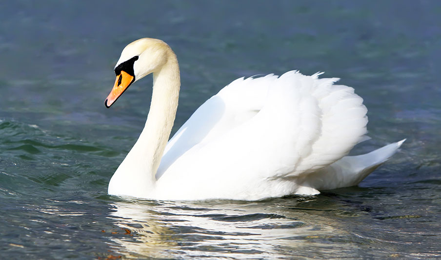 Swans of Stratford